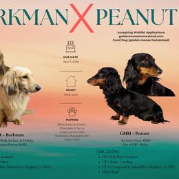 Dachshund puppies from Golden Moose Homestead