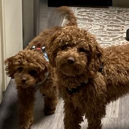 Cavapoo All Grown Up from Shawn's Cavapoos