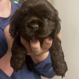 Boy 2 - Brown male Cocker Spaniel puppy in Montalba, Texas from 4D