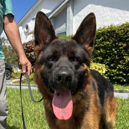 Comet - German Shepherd