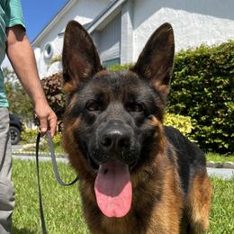 Comet - German Shepherd