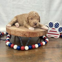 America - Red  female Goldendoodle puppy in Gower, Missouri from Hillside Paws