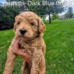 Captain - Apricot male Goldendoodle puppy in Red Oak, Iowa from Fisher Pups-Stay Golden with a Doodle