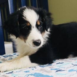 Summer - Australian Shepherd puppy in Grant County, Indiana from Massey Creek Kennels