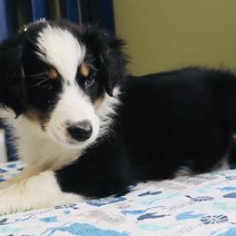 Summer - Australian Shepherd puppy in Grant County, Indiana from Massey Creek Kennels