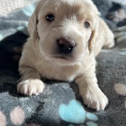 Dachshund Puppies from Signatures Mini Dachshunds