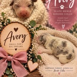 Avery girl - Slate merle female Border Collie puppy in Fairview, Tennessee from Hoffman Forest Acres LLC