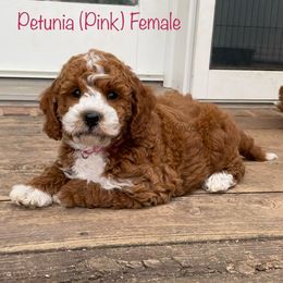 Petunia - Red  female Goldendoodle puppy in De Pere, Wisconsin from Kinzor Kennels
