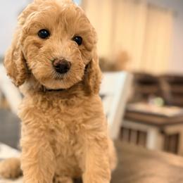 Pearl - Apricot female Goldendoodle puppy in Macclenny, Florida from Baker County Goldendoodles