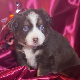Scarlett - Red tri female Miniature Australian Shepherd puppy in Granbury, Texas from Jubilee Acres