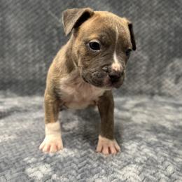 Boy 4 - Blue brindle male American Pit Bull Terrier puppy in Nine Mile Falls, Washington from Bartin Kennels