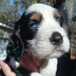English Springer Spaniel Puppies from Music City Springers