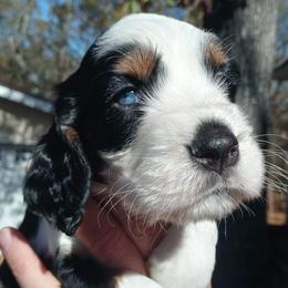 English Springer Spaniel Puppies from Music City Springers
