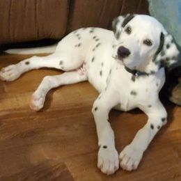 Dalmatians from Buttonridge Dalmatians