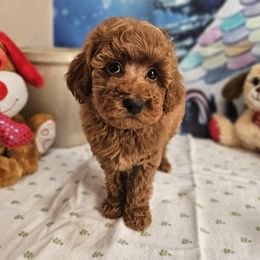 Aussiedoodle, Cavapoo, and Poodle Puppies from Perkins Pups