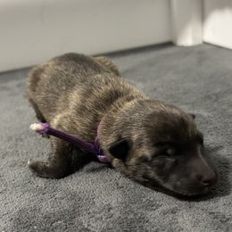 Purple - Gold brindle female Dutch Shepherd puppy in Wheatland, Wyoming from Mill Iron Dutch Shepherds