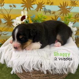 Shaggy - Black tri-color male Australian Shepherd puppy in El Dorado Springs, Missouri from OR Aussies
