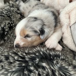 Australian Shepherd Puppies from BelleVue Australian shepherds