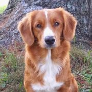 Nova Scotia Duck Tolling Retrievers from Rosecreek Tollers