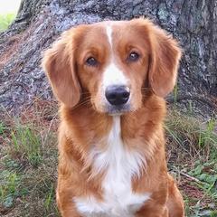 Nova Scotia Duck Tolling Retrievers from Rosecreek Tollers