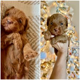 White collar - Red  male Goldendoodle puppy in Trenton, Tennessee from Pickard’s country Golden doodles