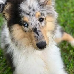 Collies from Selina Rose Collies