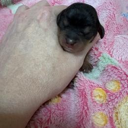 Black and tan boy - Black and tan male Cavalier King Charles Spaniel puppy in Melbourne, Florida from Majestic Cavaliers of Melbourne FL