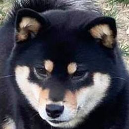 Nym - Shiba Inu