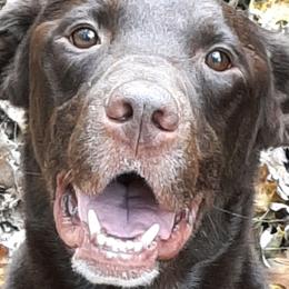 Jager - Labrador Retriever