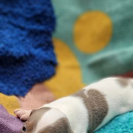 Dachshund Puppies from One Love Doxies