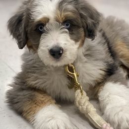 Aussiedoodles, Australian Labradoodles, Bernedoodles, and Cockapoos from Furrytaildoodles