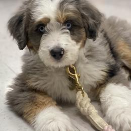 Aussiedoodles, Australian Labradoodles, Bernedoodles, and Cockapoos from Furrytaildoodles