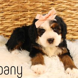 Albany - Tri-color female Bernedoodle puppy in Casa Grande, Arizona from AzDoodle Dandies