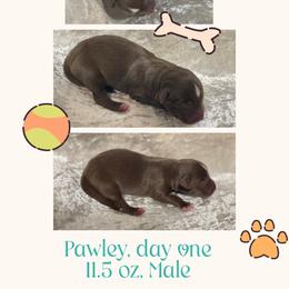 Pawley - Red tri-color male Australian Shepherd puppy in Pamplico, South Carolina from Greywood Farm Aussies