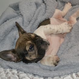 French Bulldog Puppies from House of Wrinkles