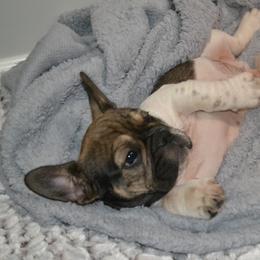 French Bulldog Puppies from House of Wrinkles