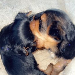 Yorkshire Terrier Puppies from The Moore Dior Line