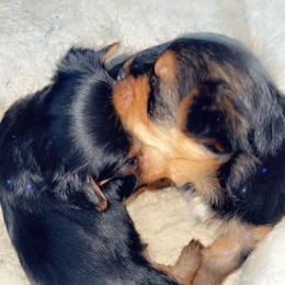 Yorkshire Terrier Puppies from The Moore Dior Line