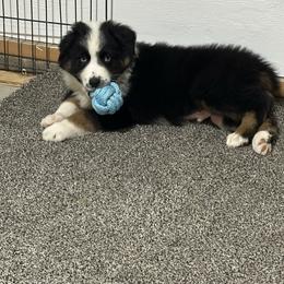 Tank - Black & white male Australian Shepherd puppy in Vail, Iowa from Homegrown Huskies