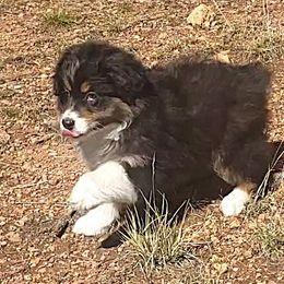 Shasta - Black tri-color female Australian Shepherd puppy in Cripple Creek, Colorado from Laughing Crow Aussies