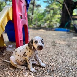 Violet(LUA) - White and liver brown female Dalmatian puppy in Wilson, North Carolina from New Horizonz Dalmatians