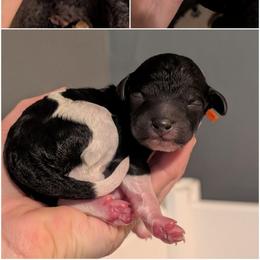 Orange Boy - Black Tuxedo - Black male Whoodle puppy in Kalispell, Montana from Countryman Whoodles