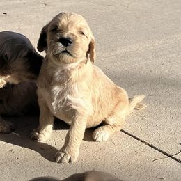 Goldendoodle Puppies from Beemba Goldens