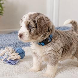 Puppy 1 - Blue merle male Aussiedoodle puppy in Albertville, Alabama from Home Sweet Home Doodles LLC