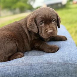 Delta - Chocolate female Dilute Retriever puppy in Baldwin City, Kansas from Hedge Lane Labradors