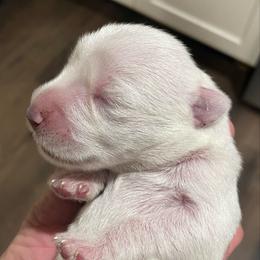 Merlin - White male Miniature Schnauzer puppy in Interlachen, Florida from Pam's Schnauzers