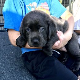 Dilute Retriever and Labrador Retriever Puppies from The Sugar & Spice Ranch Labrador Retrievers