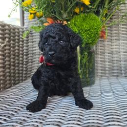 Ember (Red Collar) - Black female Poodle puppy in Plainfield, New Jersey from Caris Paws Poodles and Labradoodles