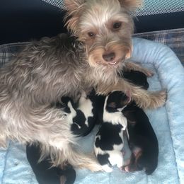 Yorkshire Terrier Puppies from Jackie Jenny’s Precious Yorkies