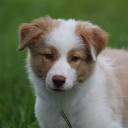 Gold boy 2 - Gold male Border Collie puppy in Tylertown, Mississippi from Cool Meadow Farms